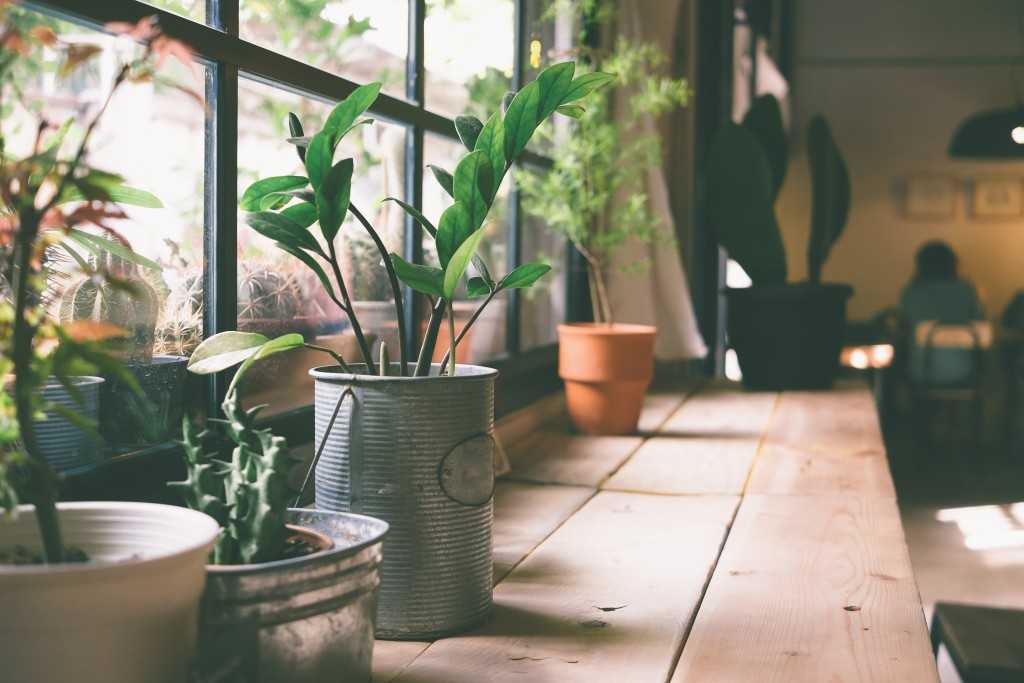 Indoor Plants in Auckland