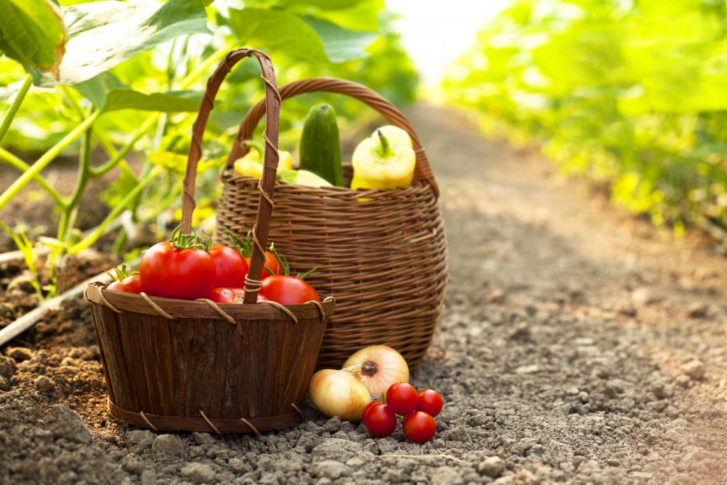 Baskets of fruits and vegetables in a plantation