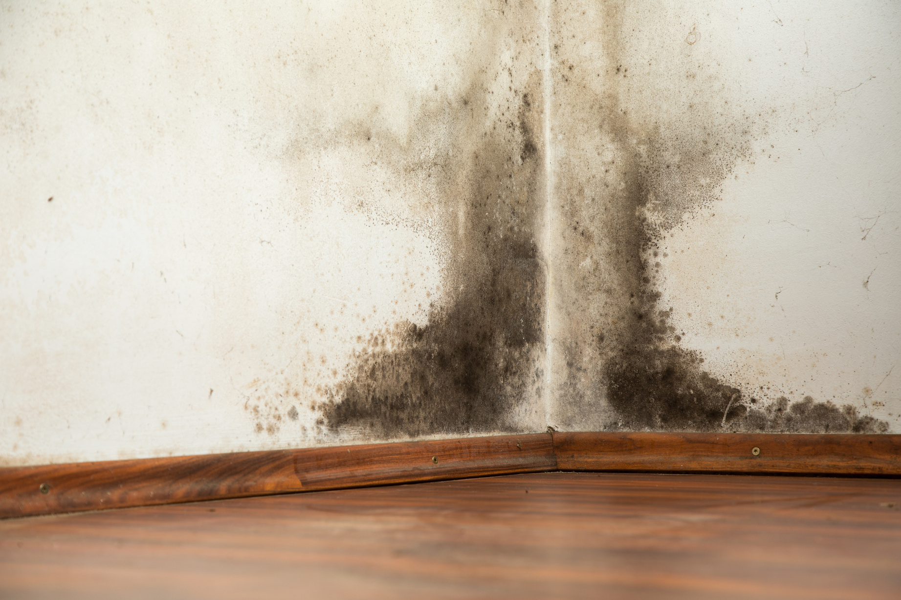 Black mold at the corner of the house