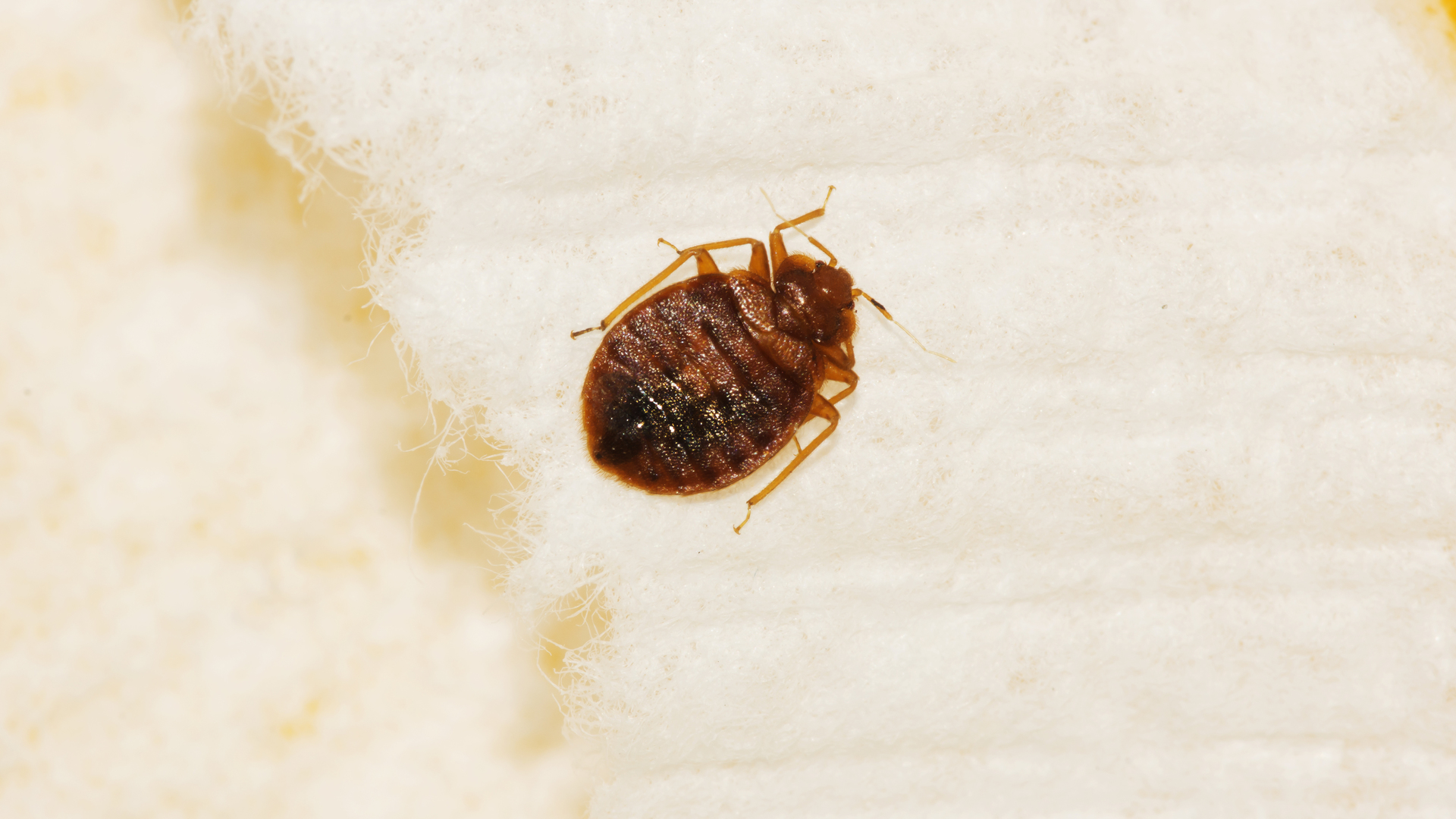 Bed bug on a bed