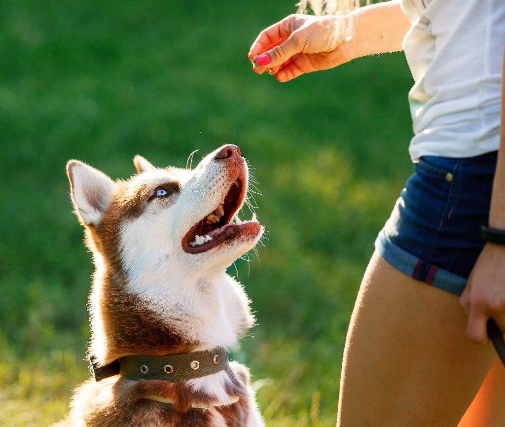 Dog motivational training