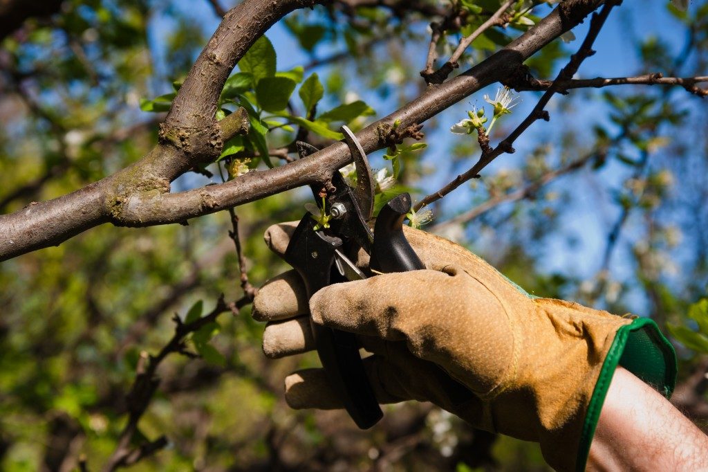 Worker pruning the tree branches