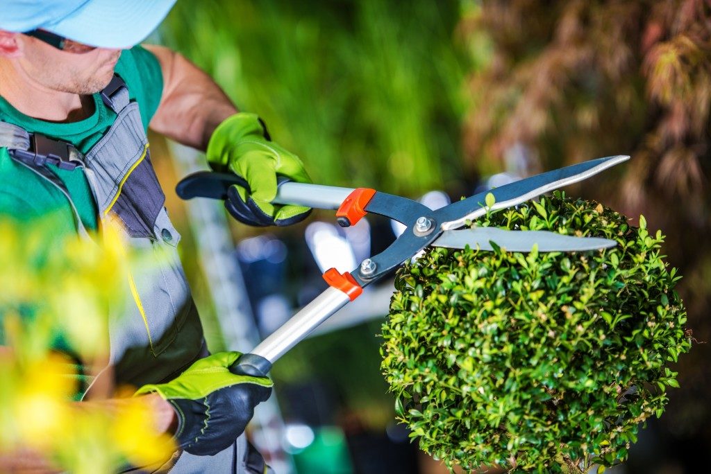 Gardener trimming a plant
