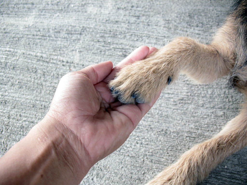 Teaching dog how to shake hands