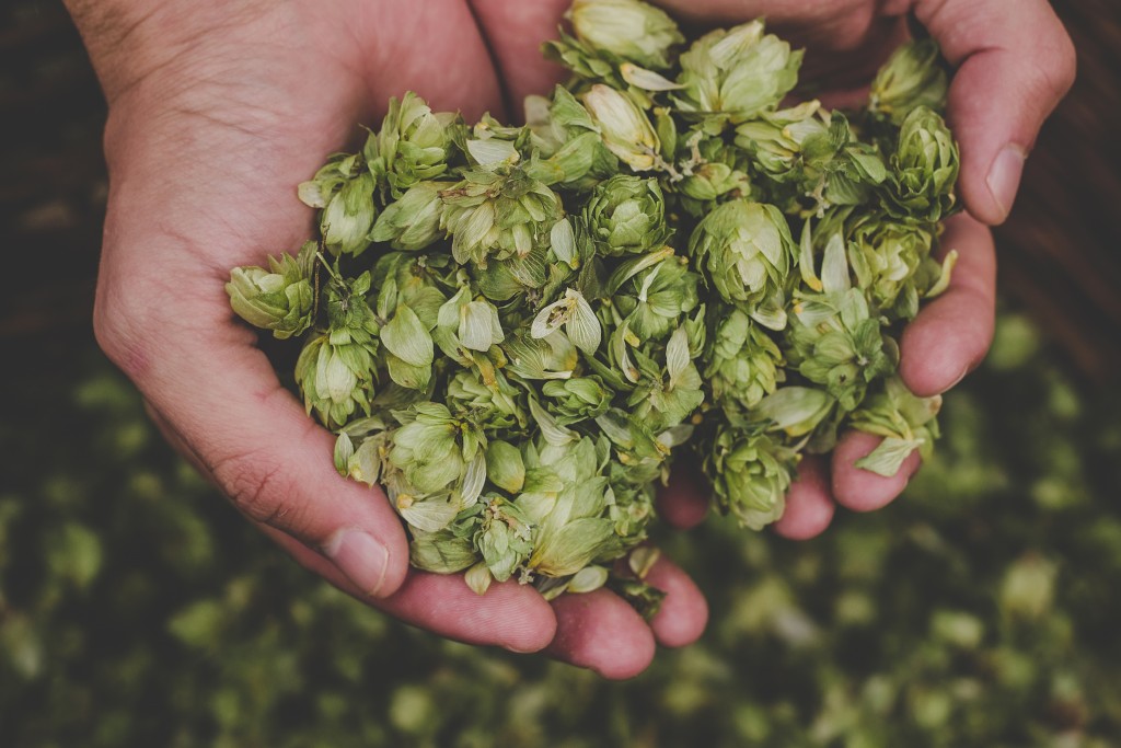 Man holding green hop cones