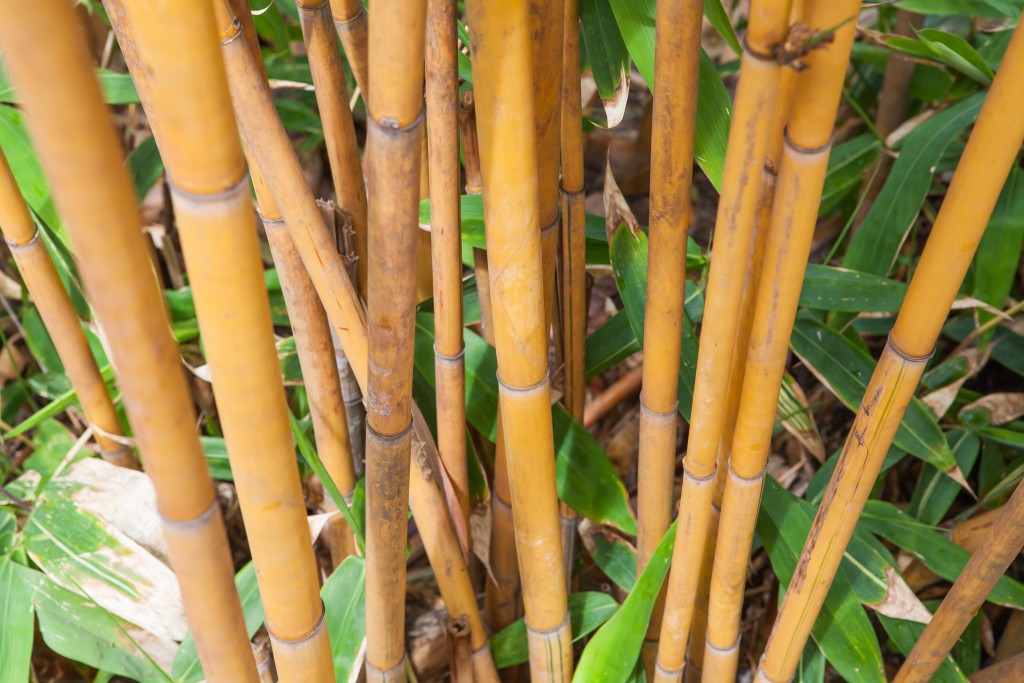 bamboo stems