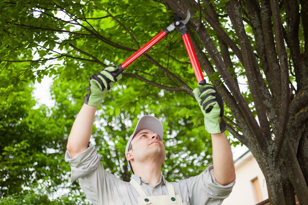 Man trimming the tree
