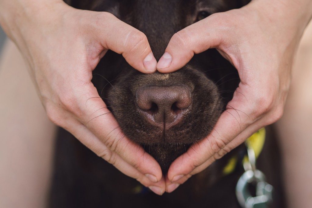 dog with owner's hand