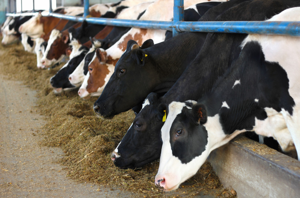 Cows on Farm